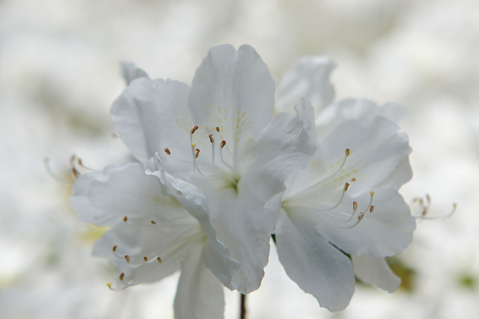 azalea
