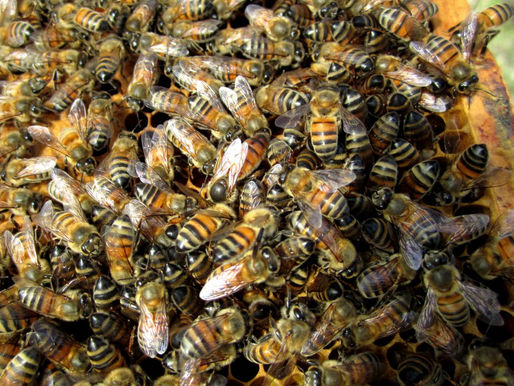 Queen Bees Continued