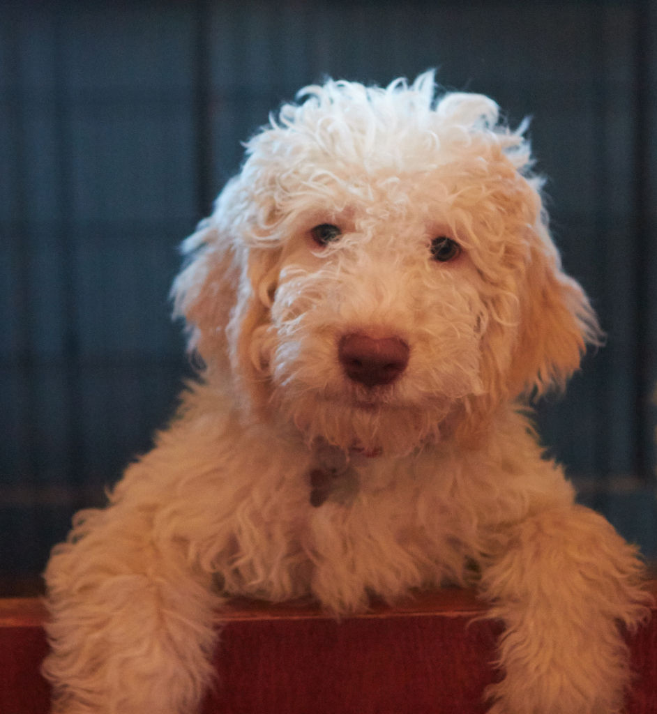 Lagotto Puppy