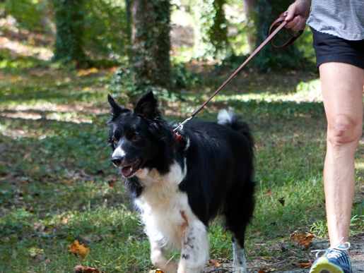 Old Dog – Old Tricks