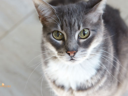 Keeping Happy Cats