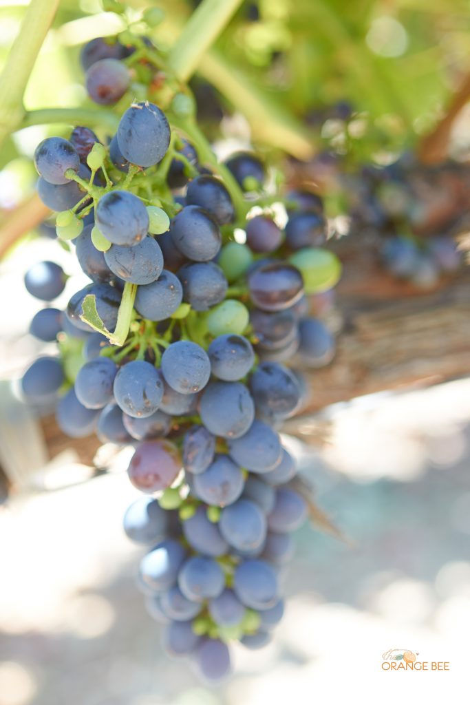 Charles Krug Winery
