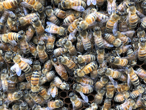 Meet My Newest Queen Bee