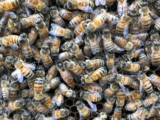 Meet My Newest Queen Bee