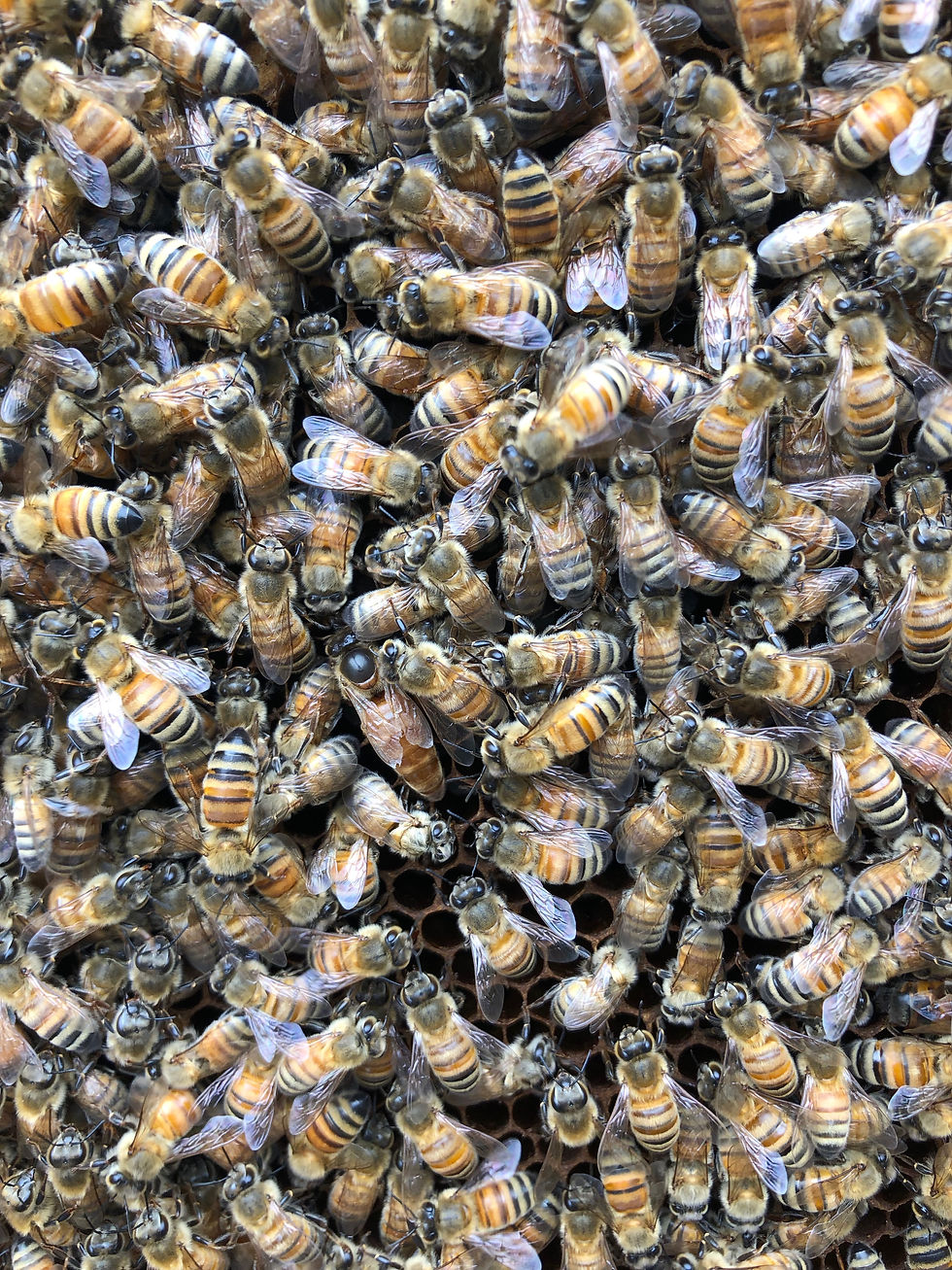 Meet My Newest Queen Bee