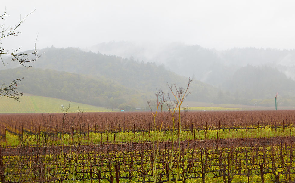 Cakebread Cellar VIneyards