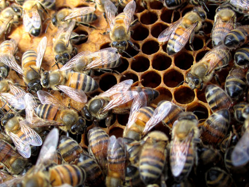 Pollen And What It Takes To Get It