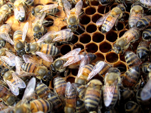 Pollen And What It Takes To Get It