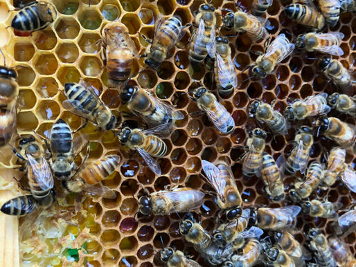 Life and Another Bee Adventure