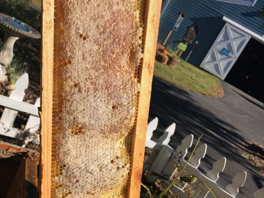 Last Bee Check Up of 2018