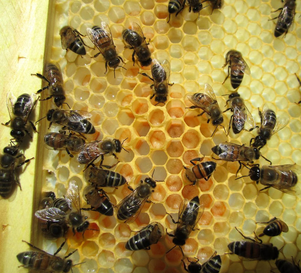 broodandworkers
