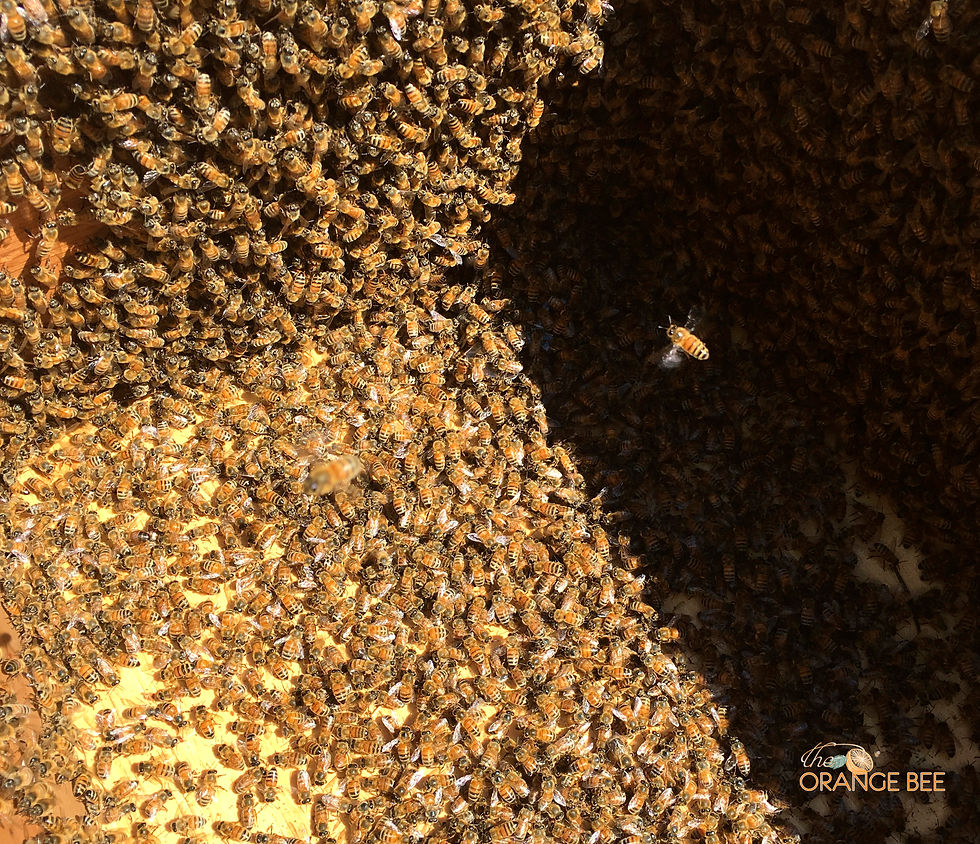 Not visible as it is covered in bees, is the queen catcher with Queen April safe and sound inside.