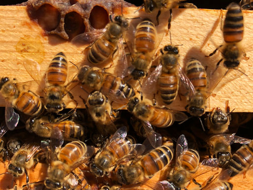 A Surprise In The Bee Yard