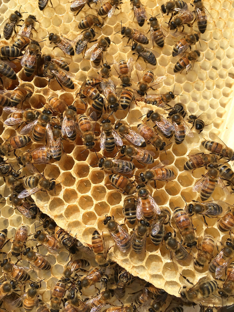 Bees