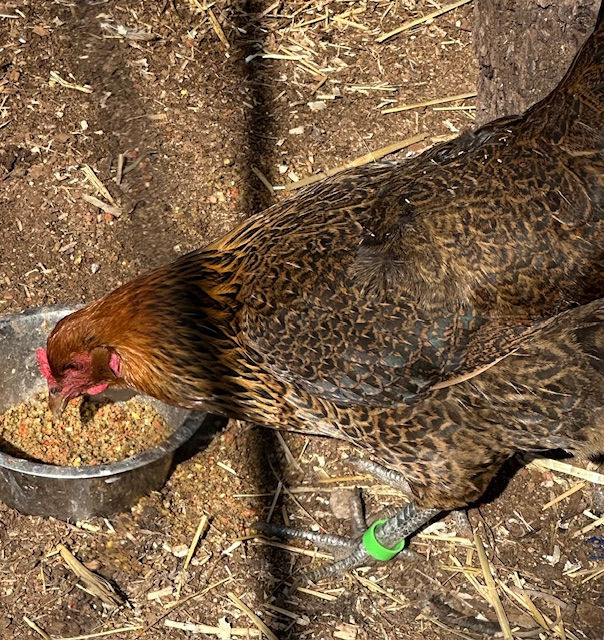 Thumbnail: Easter Egger Hatching Eggs (dozen)