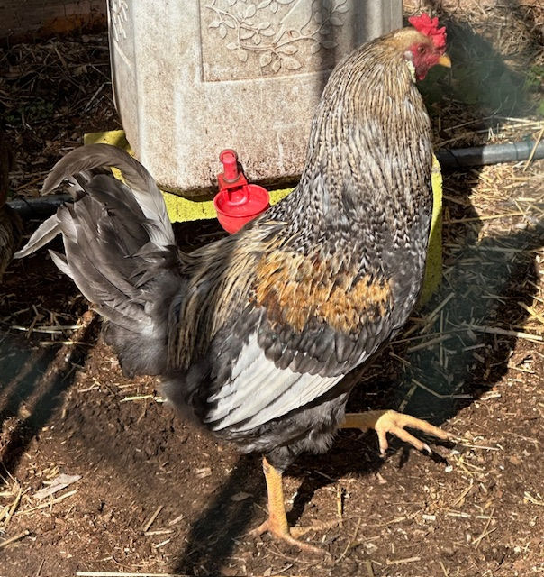 Thumbnail: Easter Egger Hatching Eggs (dozen)