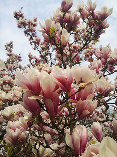 Bild von einem Magnolienbaum