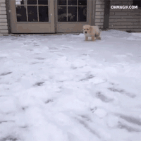 giphy GOLDEN RETRIEVER Puppy.gif