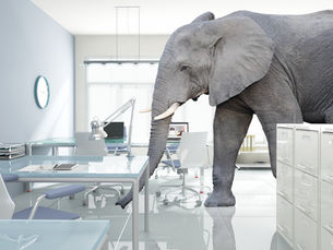 Large elephant standing in a bright modern office with glass desks, chairs, computers, and a wall clock, creating a surreal scene