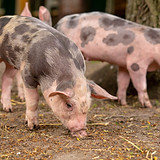 closeup-shot-three-domesticated-pigs.jpg