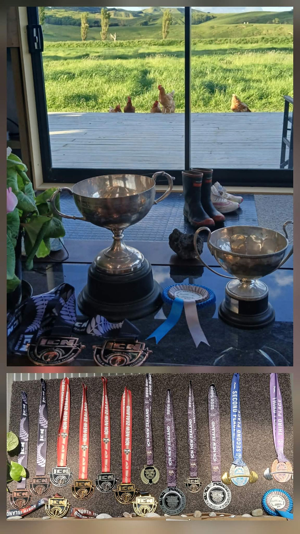 Trophies, medals, and ribbons displayed by a window, with chickens on the deck overlooking green hills.