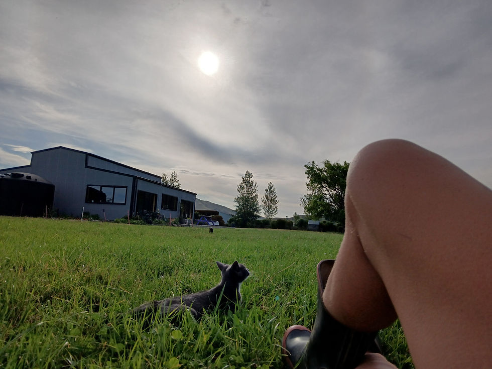 restoring resting reconnecting on the grass with my cat watching the sunset