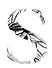 Semilla_logo_only_edited.png