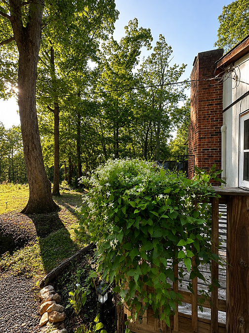 Sunlit Woodland Deck with White Blossoms.png