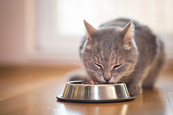 A-gray-tabby-cat-eating-wet-food-out-of-a-food-bowl.jpg