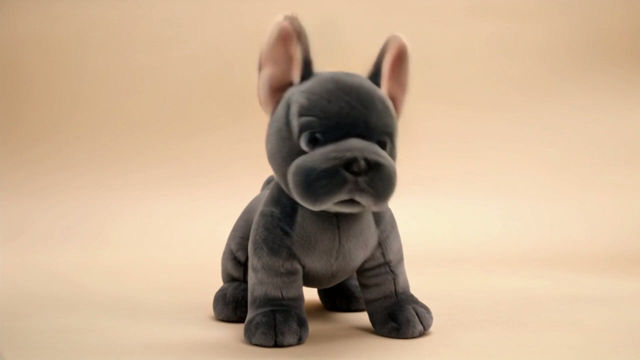 Thumbnail: Frenchie de bulldog