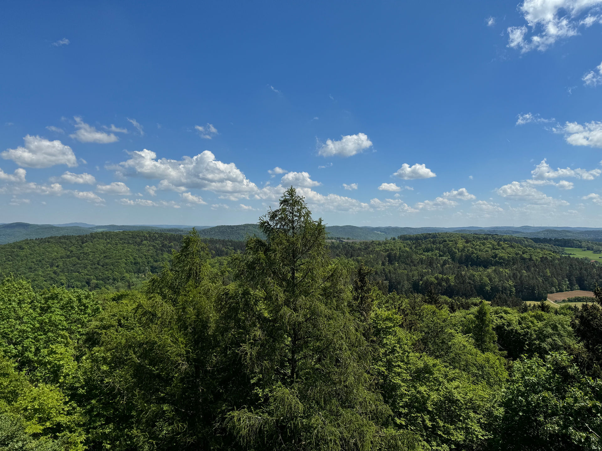 Ein Ausblick von einem Turm auf eine Waldlandschaft