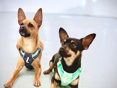 Why does Lil Doggie Den call itself boutique?