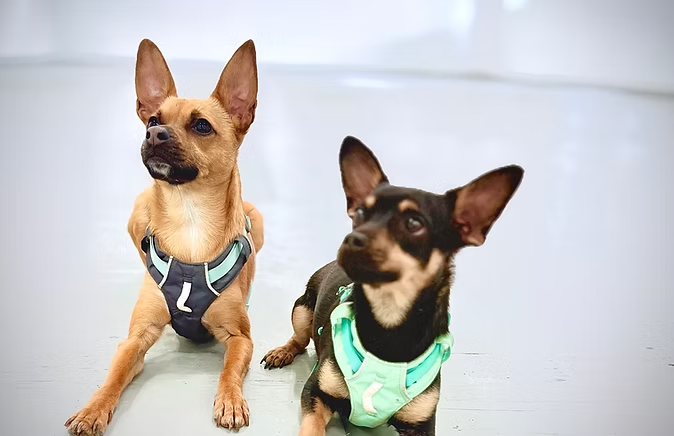 Why does Lil Doggie Den call itself boutique?