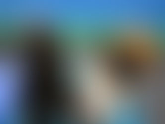 Why Routine Matters for Small Dogs