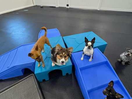 Gentle Care, Thoughtful Grouping, and a Fear Free Den