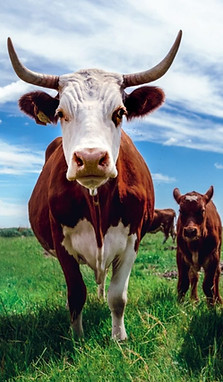 cattle.jpeg