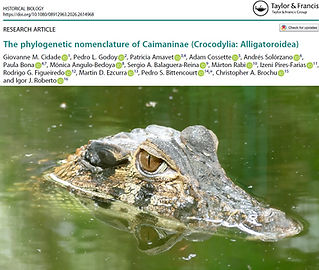26-03-04 Caimaninae PhyloCode.jpeg