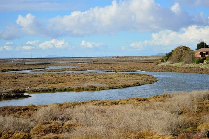 New Chicago Marsh