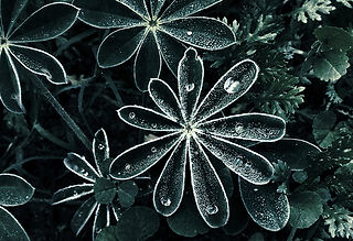 Dew