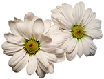 daisies-1304768_960_720.png