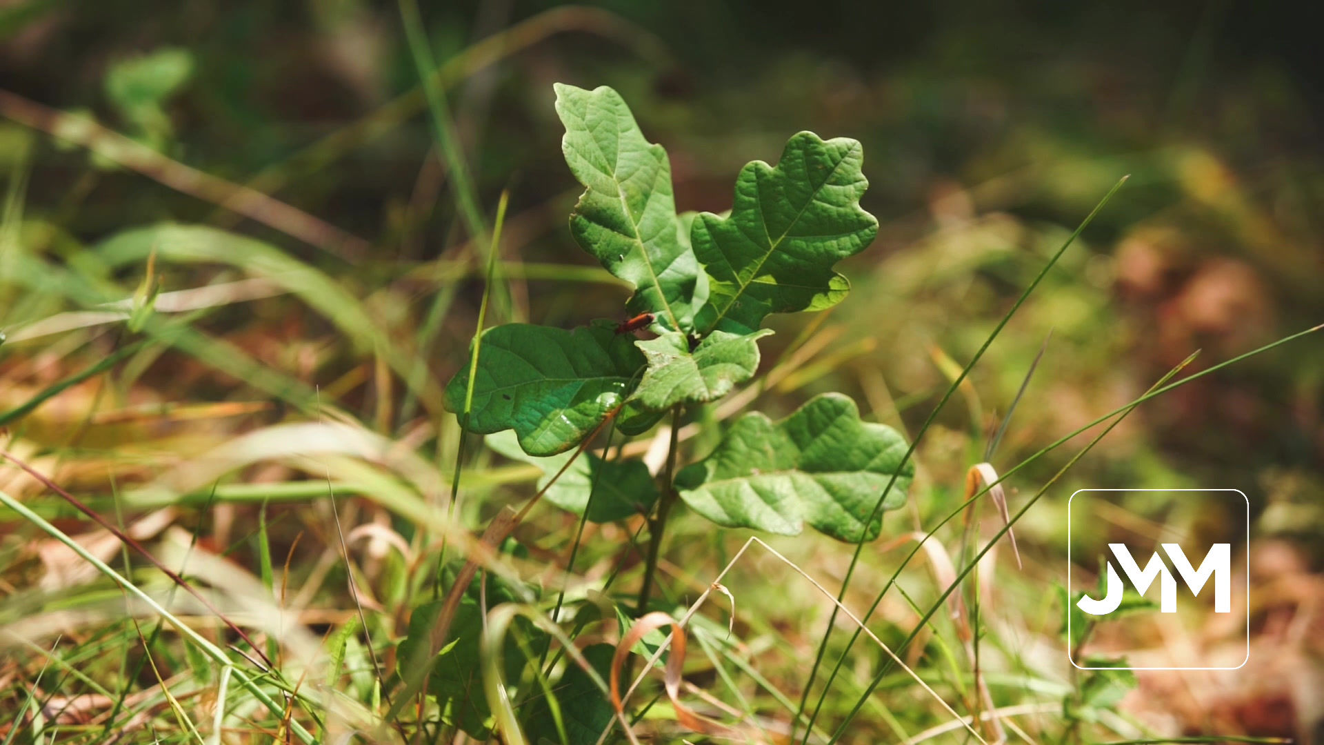 Bug on oaktree sapling
