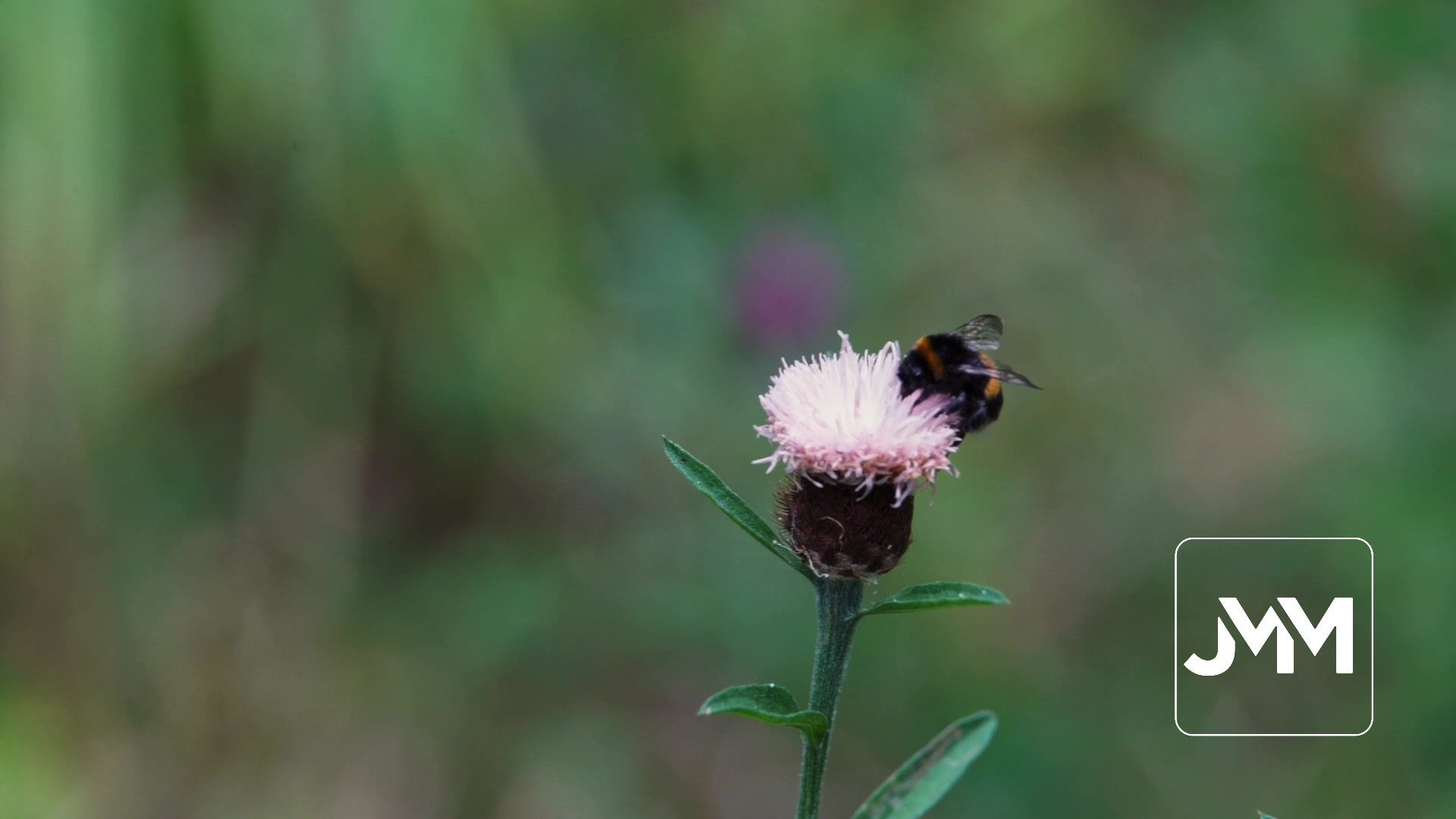 Bumble Bee flying onto flower