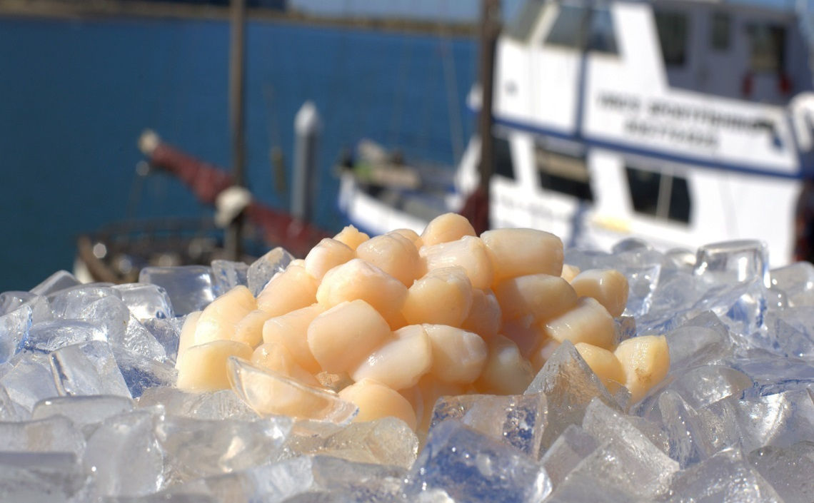 Bay Scallops