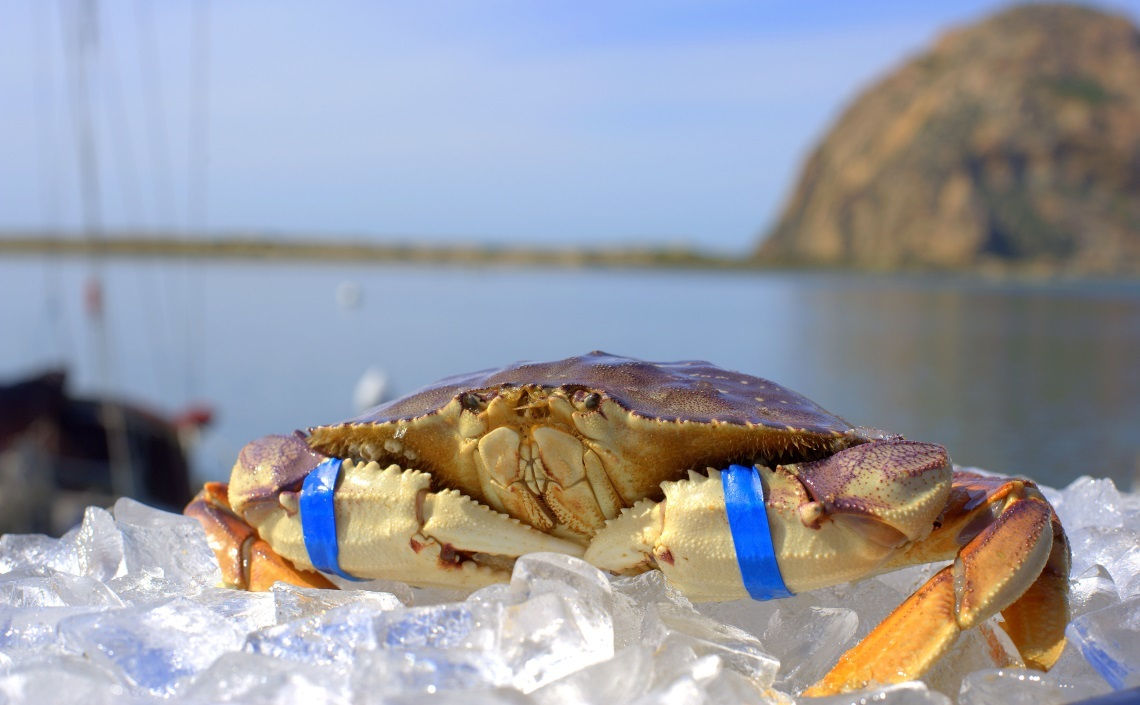 Live Dungeness Crab