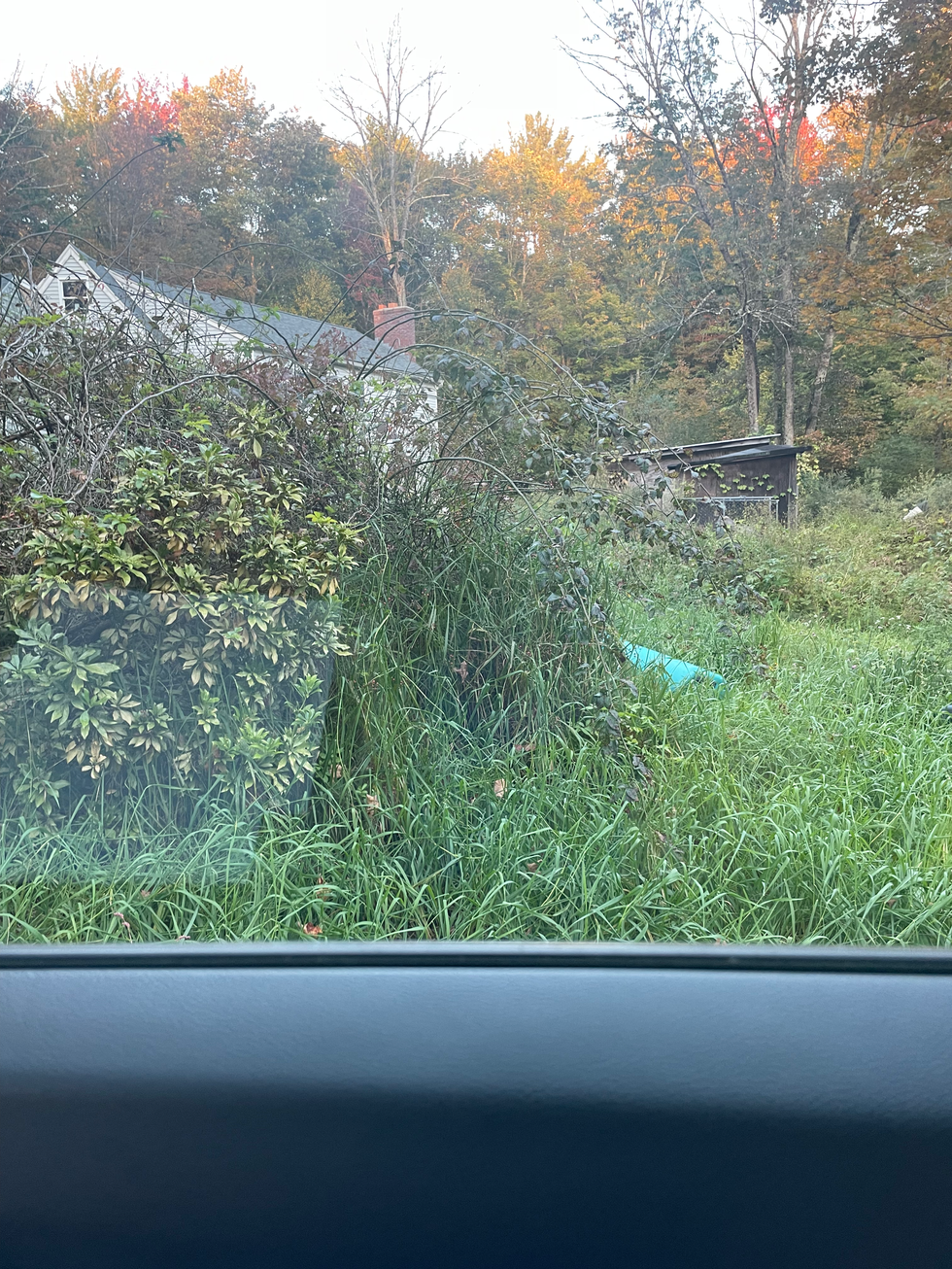 Before yard clean up and brush removal.