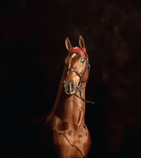 Home Page Edit_edited.jpg