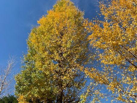 「今週の休業日〜」練馬駅前の髪質改善トリートメント&エイジングヘアケア・ヘッドスパ 練馬専門サロン/練馬美容室シフィ(sihui)