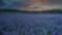 picture-Texas_bluebonnets_edited_edited.jpg