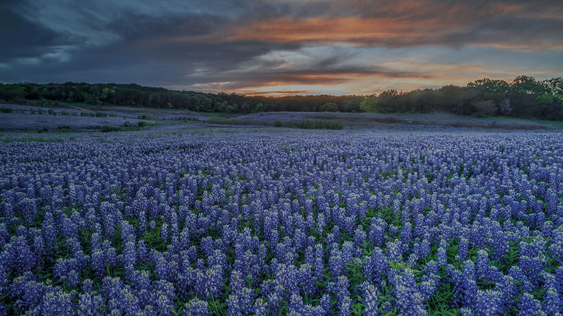 picture-Texas_bluebonnets_edited_edited.jpg