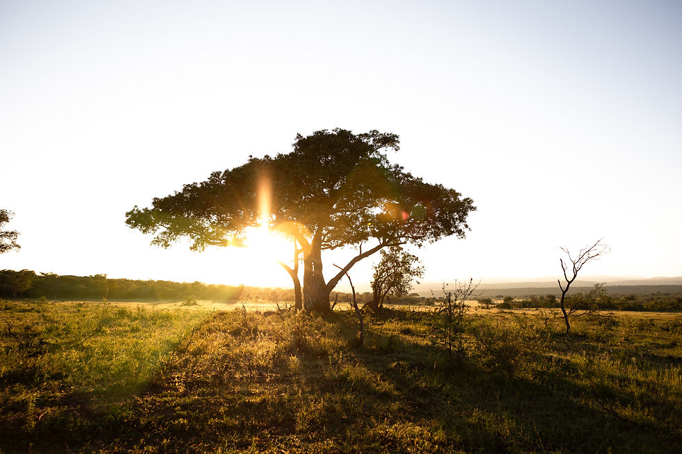 Sunset at Laluka Safari Lodge in the Welgevonden Game Reserve.